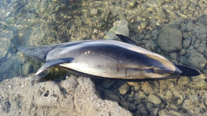 Encontrado el cadáver de un delfín listado frente al litoral sur de Torrevieja