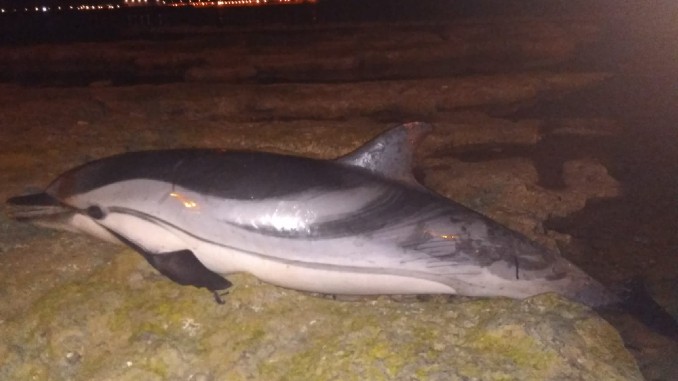 Encontrado el cadáver de un delfín listado frente al litoral sur de Torrevieja