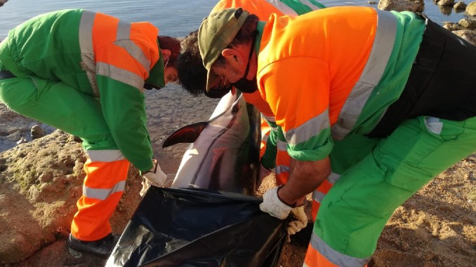 Encontrado el cadáver de un delfín listado frente al litoral sur de Torrevieja