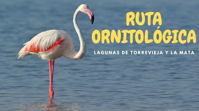 RUTA ORNITOLÓGICA TURÍSTICA LAGUNAS DE TORREVIEJA Y LA MATA