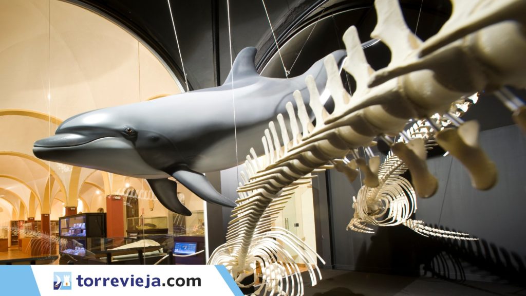 Museo de Historia Natural de Torrevieja